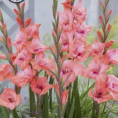 Gladiolus Whitney 10-pakning